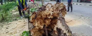 Doar norocul le-a apărat casele ploieștenilor care locuiesc vizavi de plopul imens prăbușit din senin, duminică după-amiază!