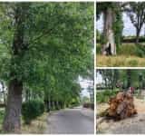 SGU Ploiești va verifica starea plopilor de pe strada Cornățel, după ce un copac de mari dimensiuni s-a prăbușit din senin!