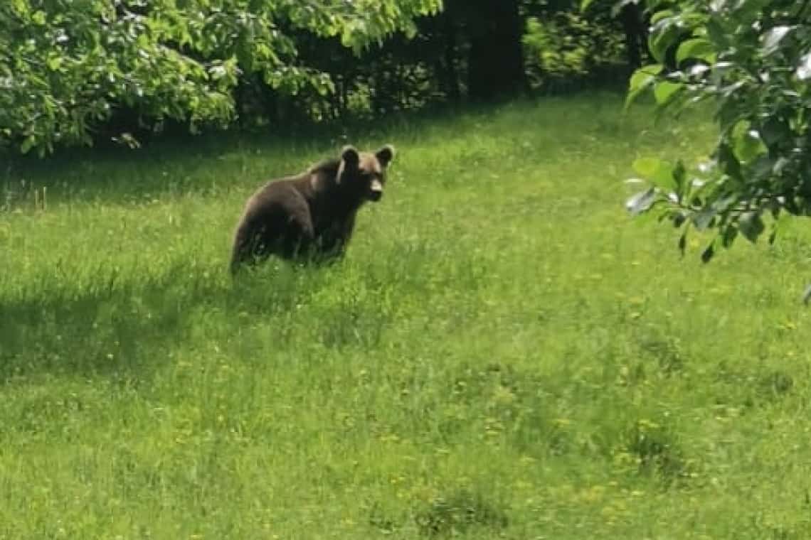 Ziua și RO-Alert-ul! Urs și într-o grădină din Măneciu