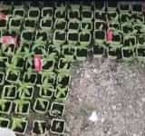 Unii plantează răsaduri de roșii, alții - de cannabis! O seră de cannabis, descoperită de polițiști în Prahova
