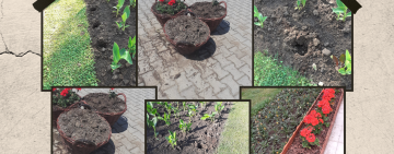Hoții au dat din nou iama în florile plantate pe domeniul public de SGU Ploiești