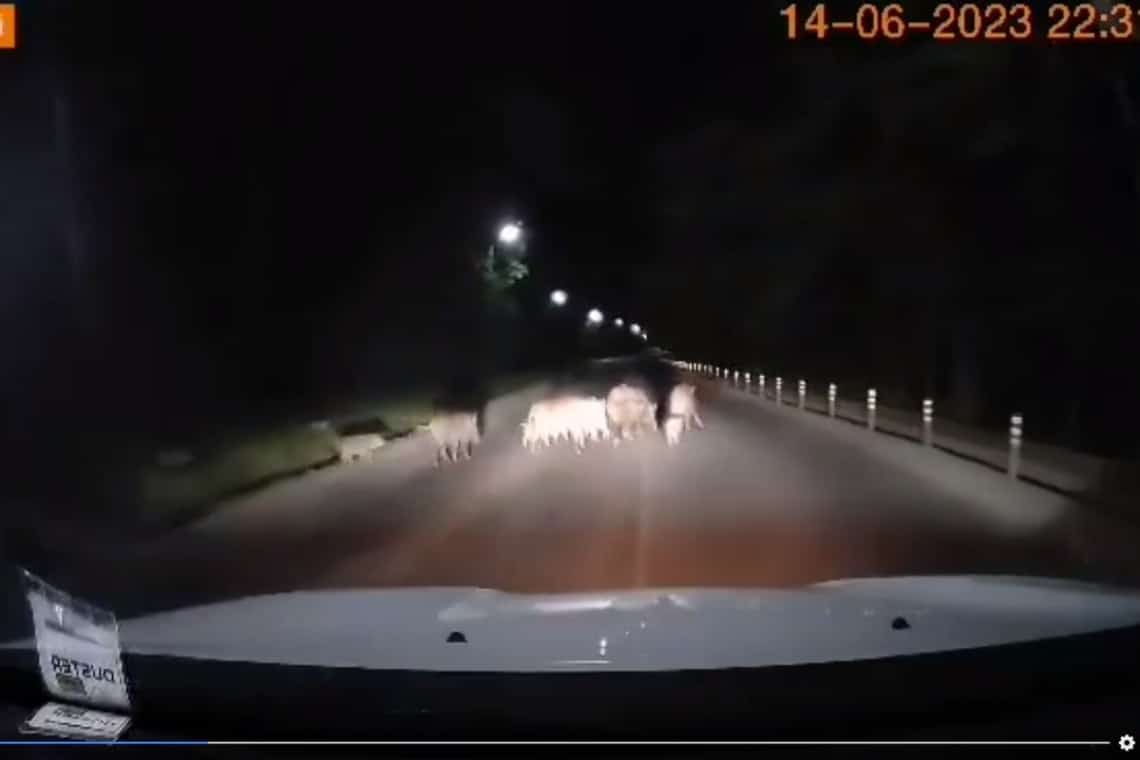 VIDEO/ După urși, și mistreții și-au făcut apariția la drumul mare, în zona pădurii Păulești
