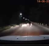 VIDEO/ După urși, și mistreții și-au făcut apariția la drumul mare, în zona pădurii Păulești