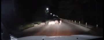 VIDEO/ După urși, și mistreții și-au făcut apariția la drumul mare, în zona pădurii Păulești