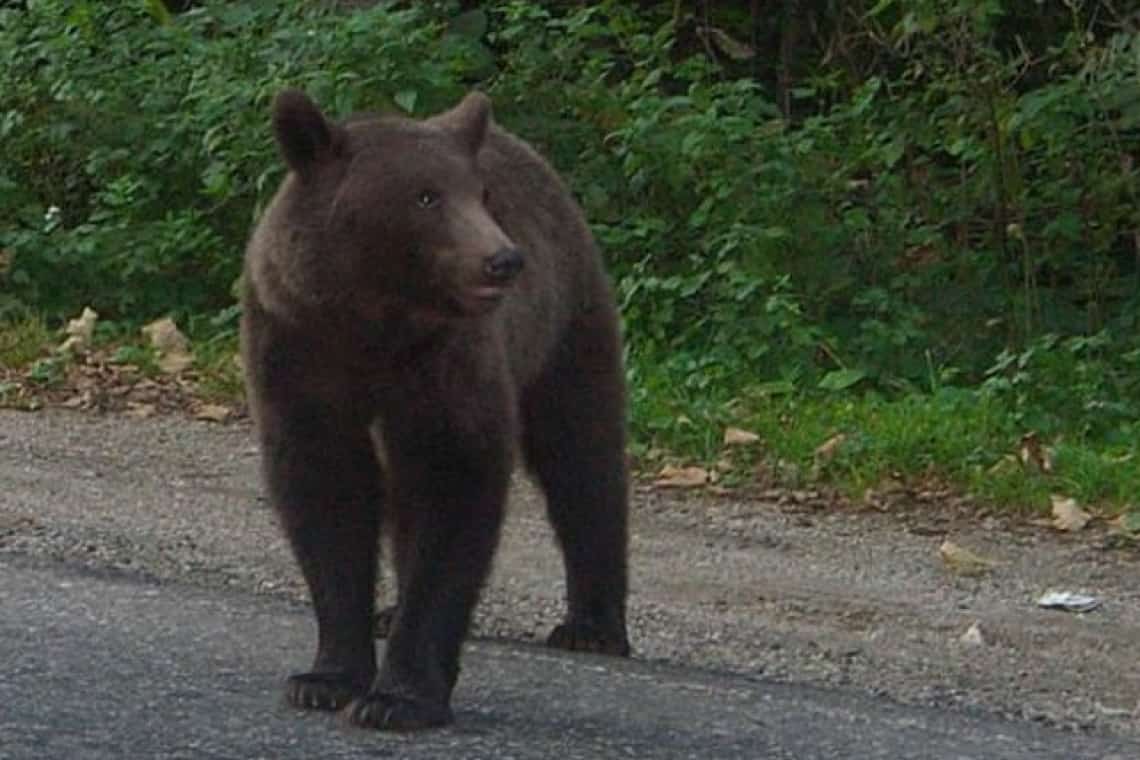 A ajuns ursul și la Mănăstirea Cornu!