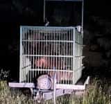 Un urs care a dat iama în gospodăriile din Măneciu, capturat de autorități. Animalul a fost deja relocat