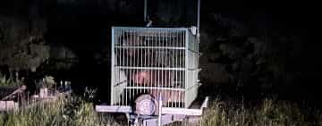 Un urs care a dat iama în gospodăriile din Măneciu, capturat de autorități. Animalul a fost deja relocat