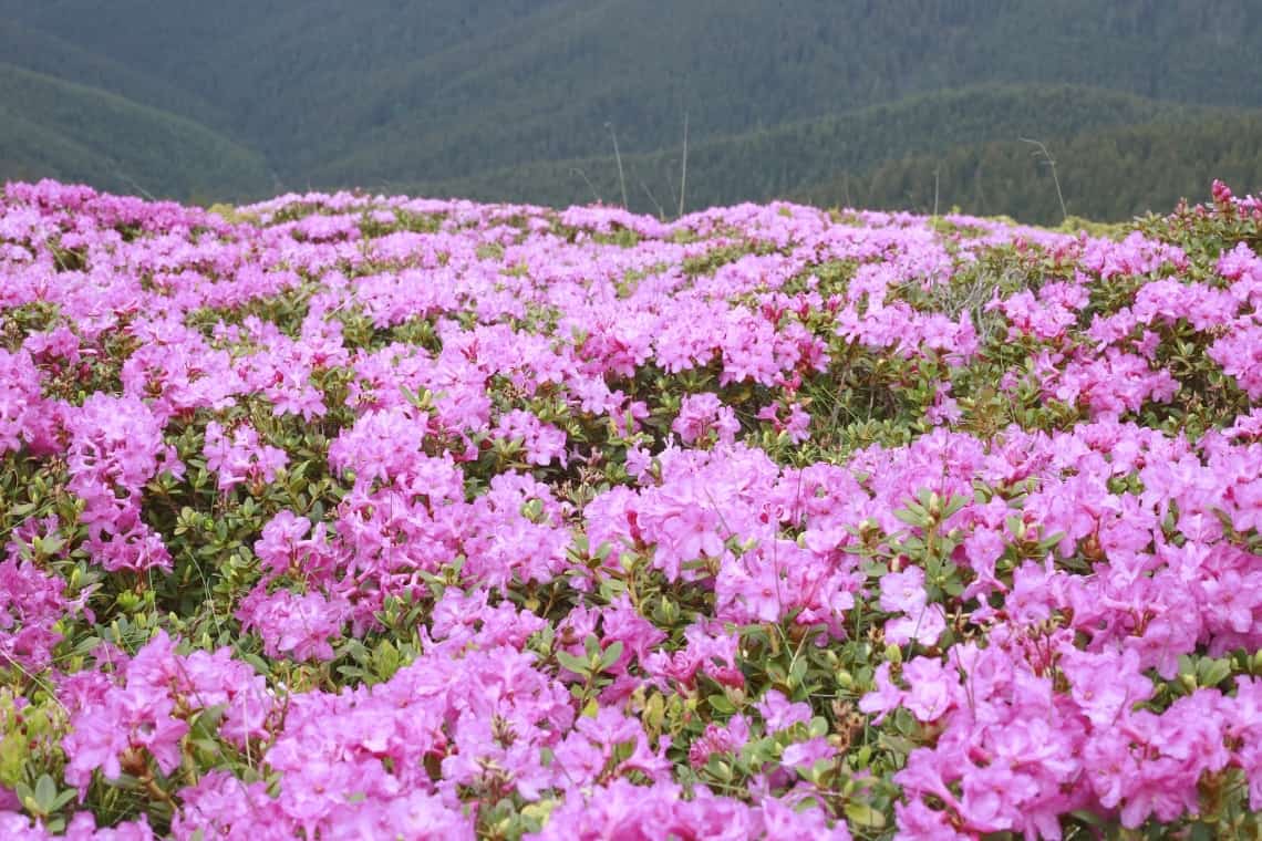 Munții Prahovei minuni poartă! Rododendronul, covorul natural încântător al Bucegilor!