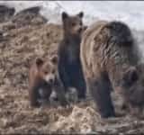 Mare atenție: o ursoaică și puii ei se plimbă prin zona traseelor montane înalte din Bucegi!