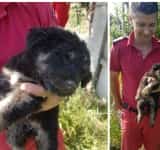 Un al doilea cățel a fost salvat din puțul de 22 de metri adâncime din comuna Brazi!