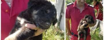 Un al doilea cățel a fost salvat din puțul de 22 de metri adâncime din comuna Brazi!