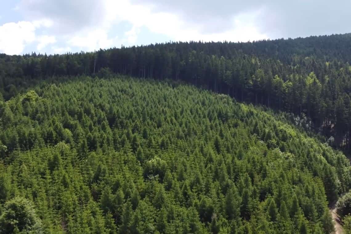 În Prahova, pădurea se și crește, nu (doar) se taie!