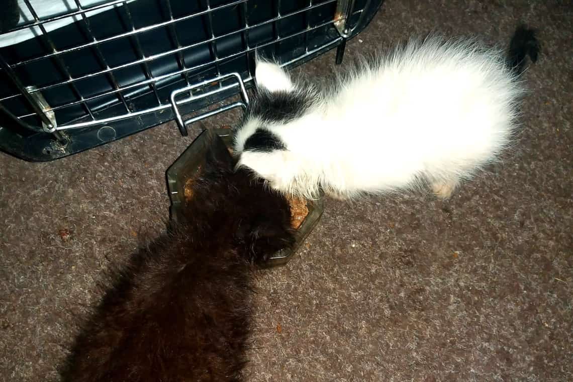 Polițiștii prahoveni caută părinți pentru doi pisoiași găsiți pe stradă, în timpul unei intervenții