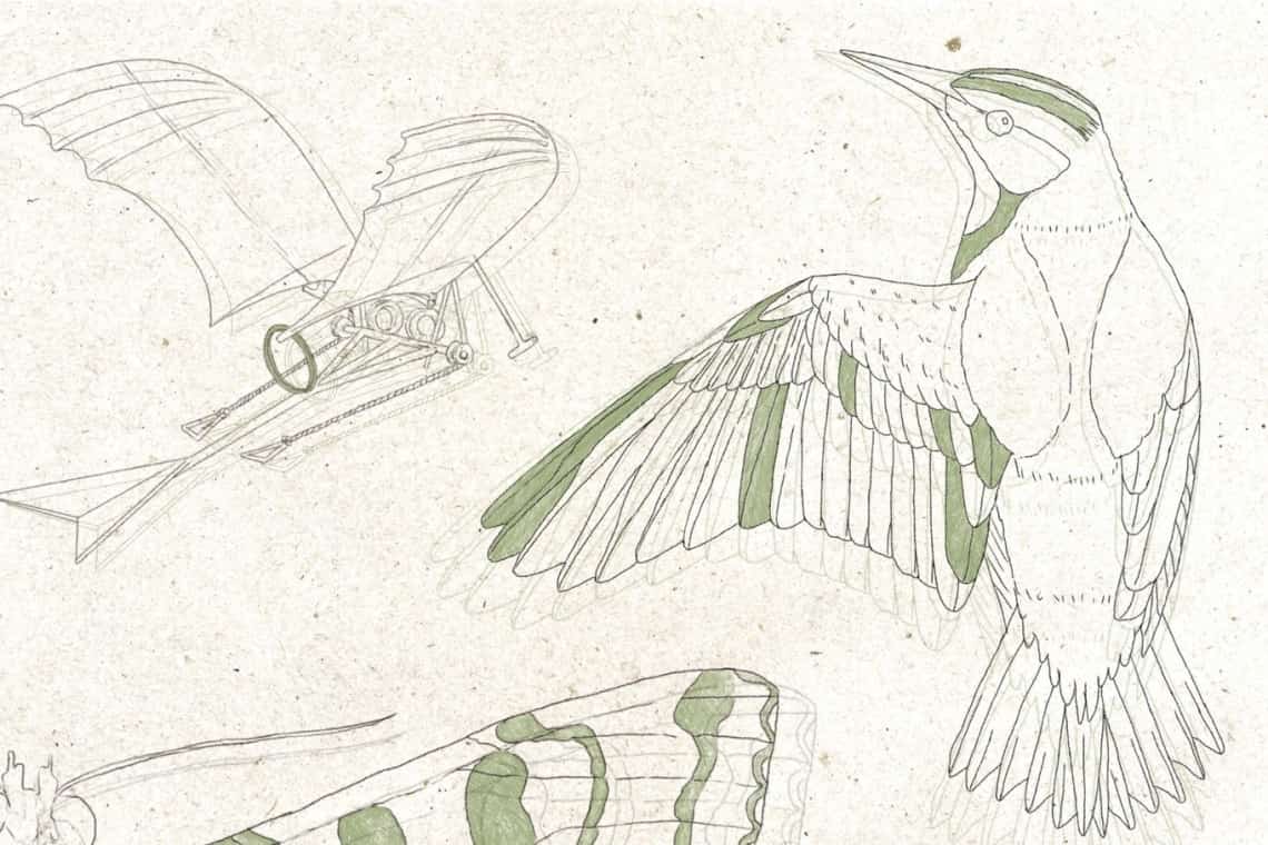 Mergeți la Sinaia? Vizitați și ”Ingineria naturii - Aripile”, o expoziție specială în muzeul din parcul central!