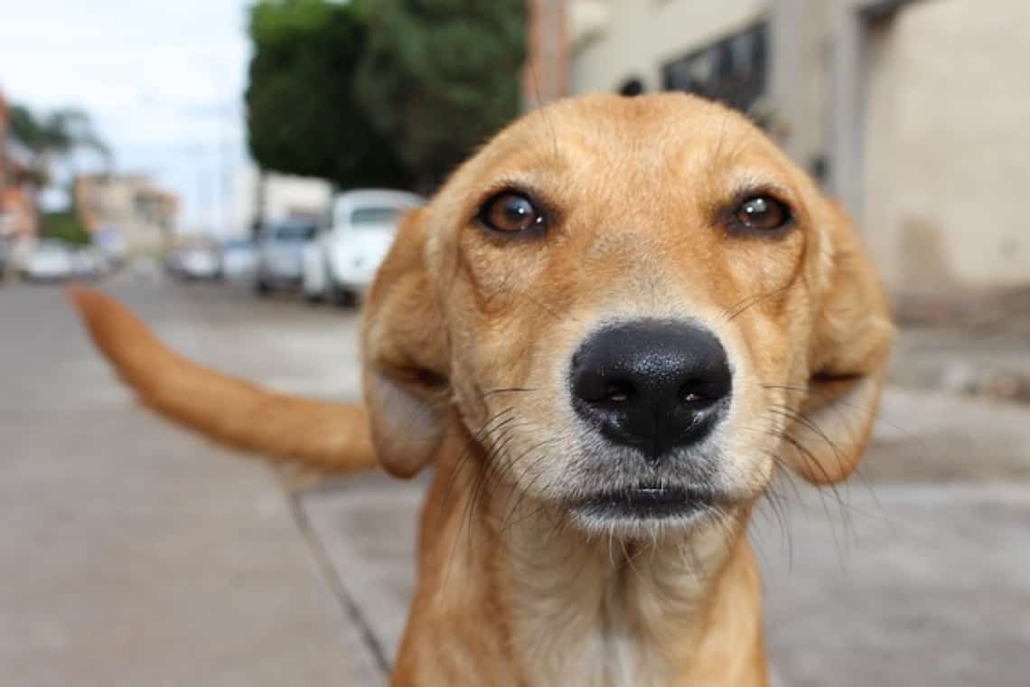 Un prahovean care a călcat un câine intenționat cu mașina are dosar penal pentru rănirea animalului