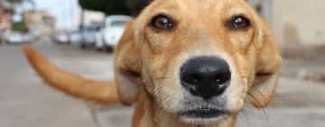 Un prahovean care a călcat un câine intenționat cu mașina are dosar penal pentru rănirea animalului