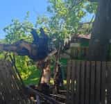 Un arbore masiv a zdrobit, la propriu, acoperișul unei case din Telega