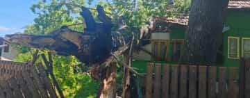 Un arbore masiv a zdrobit, la propriu, acoperișul unei case din Telega