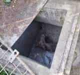 Un pui de urs a căzut într-o fosă septică, la un restaurant de la Cota 1400