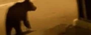 UPDATE/ Un urs a fost semnalat, în noaptea de sâmbătă spre duminică, pe strada Găgeni, din Ploiești!