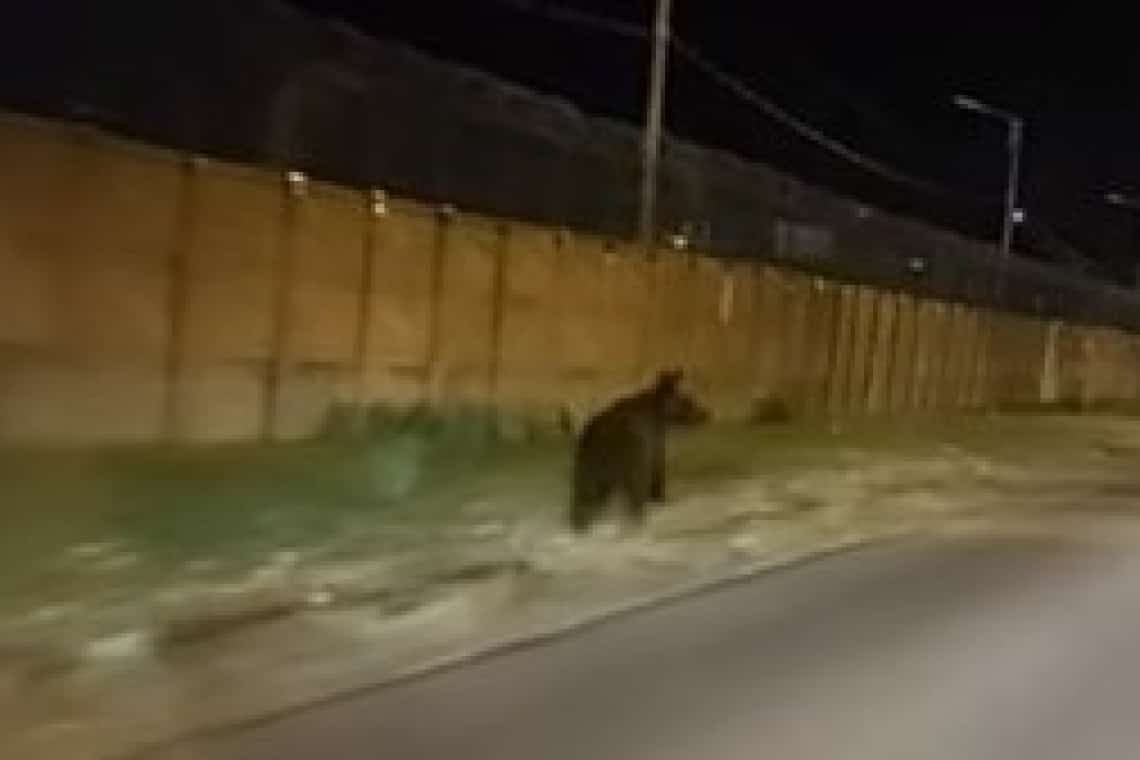 Ursul ”adolescent” care se joacă de-a v-ați ascunselea cu autoritățile din Ploiești a ajuns și în zona rafinăriei LukOil