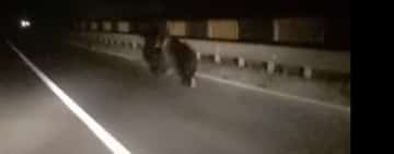 Urs filmat alergând pe podul de la Bucov, peste râul Teleajen!