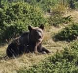 Imagini din mijlocul naturii cu ursul prins în Ploiești și relocat la Tabla Buții, în comuna Cerașu