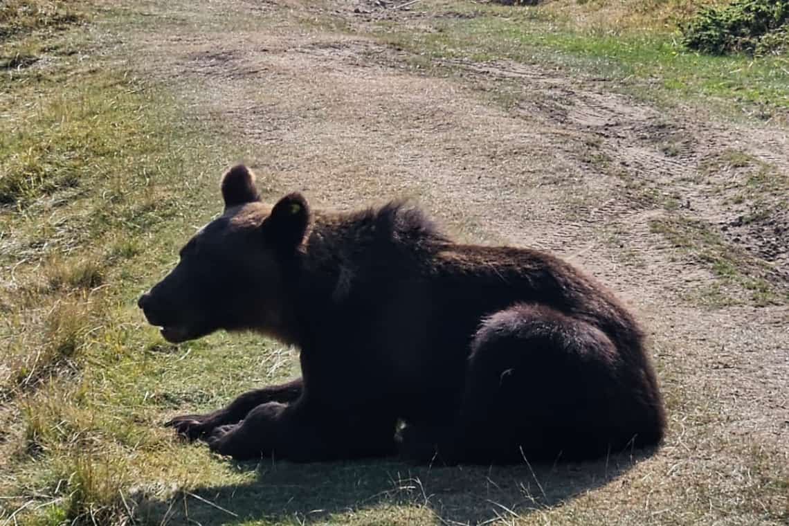Ursul relocat de la Ploiești continuă să agite spiritele, în Prahova și în Buzău