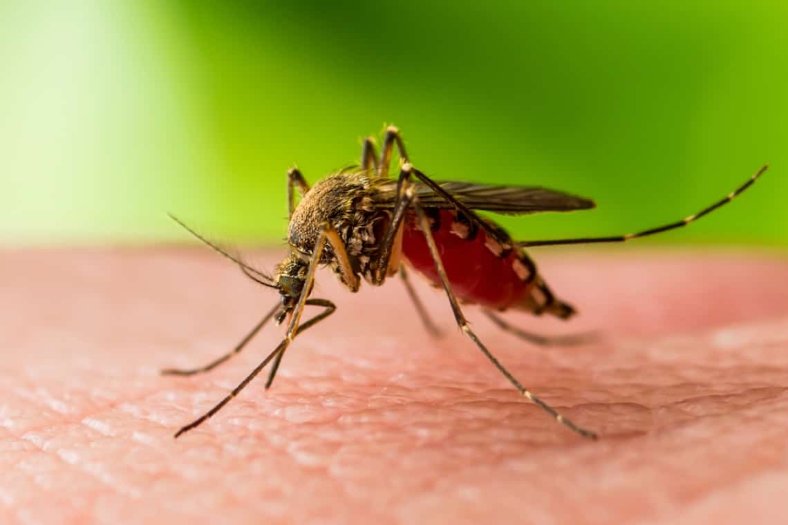 Virusul West Nile a făcut prima victimă și în Prahova. DSP Prahova nu a suflat nicio vorbă pentru avertizarea populației!