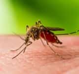 Virusul West Nile a făcut prima victimă și în Prahova. DSP Prahova nu a suflat nicio vorbă pentru avertizarea populației!