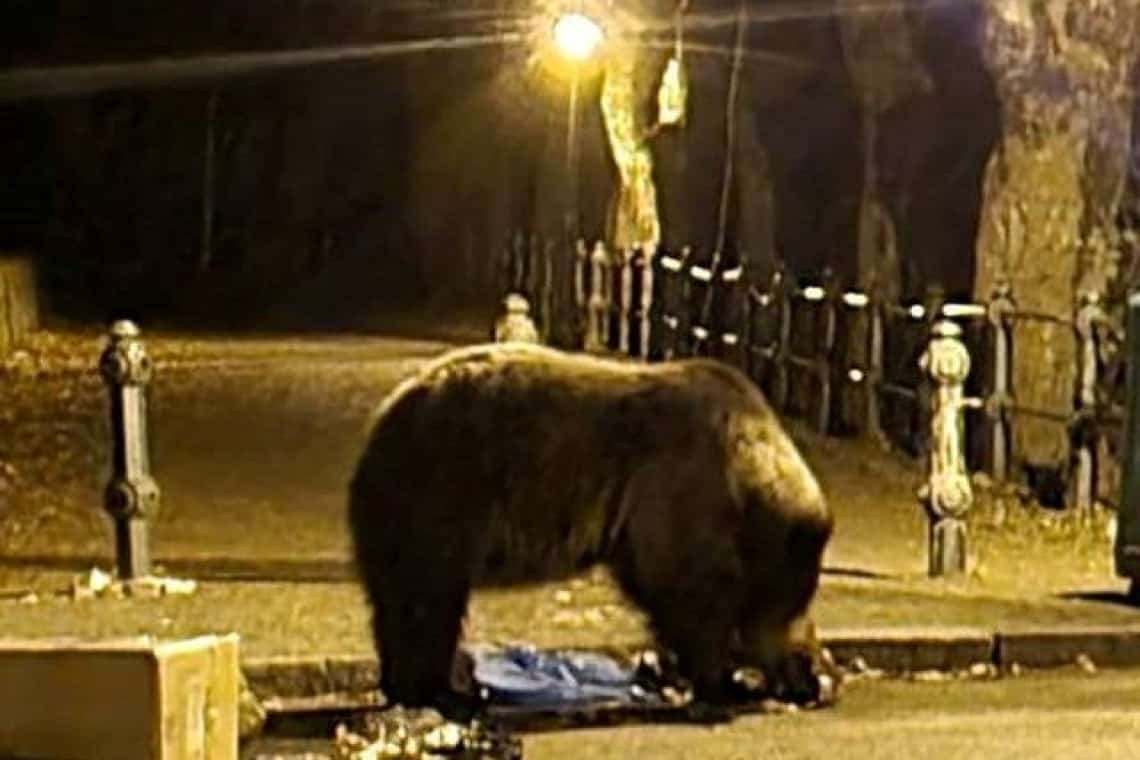 Alerte în Bușteni și Sinaia: urșii și-au făcut din nou apariția pe străzi