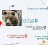 UPDATE/ Alertă în Vălenii de Munte: urs pe strada Petre Liciu!