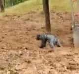 Un pui de urs, salvat de pompieri dintr-o fântână, în comuna Șotrile