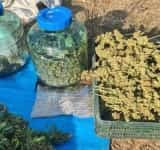 Un bărbat care avea cultură de canabis într-un solar își trimitea nepotul să vândă droguri ”pe piața” din Prahova, chiar și consumatorilor minori