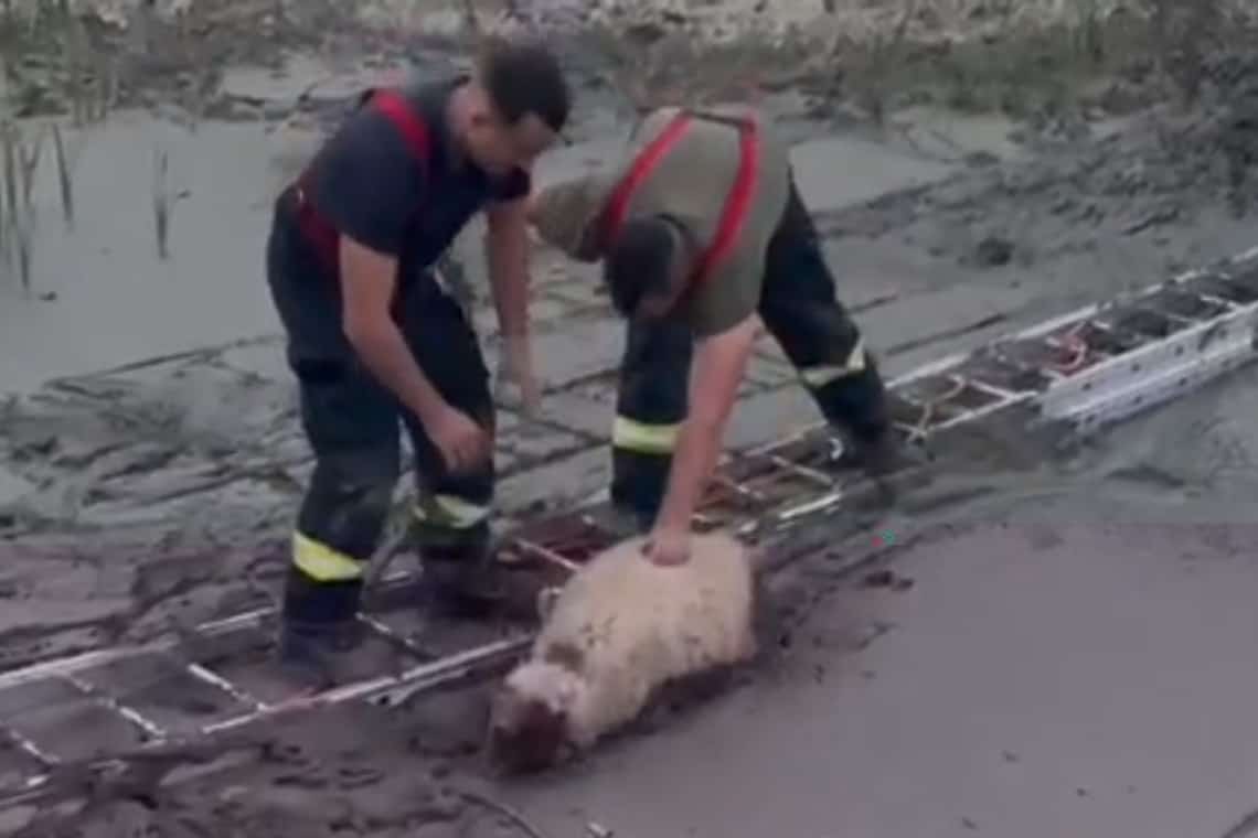 Zece oi au fost salvate astăzi de pompieri, din mâlul unei bălți secate, la Posești