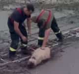 Zece oi au fost salvate astăzi de pompieri, din mâlul unei bălți secate, la Posești