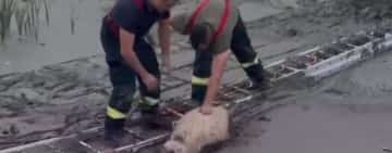 Zece oi au fost salvate astăzi de pompieri, din mâlul unei bălți secate, la Posești