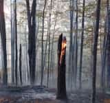 Pompierii prahoveni fac eforturi supraomenești pentru a stinge incendiul de la Paltinu! 