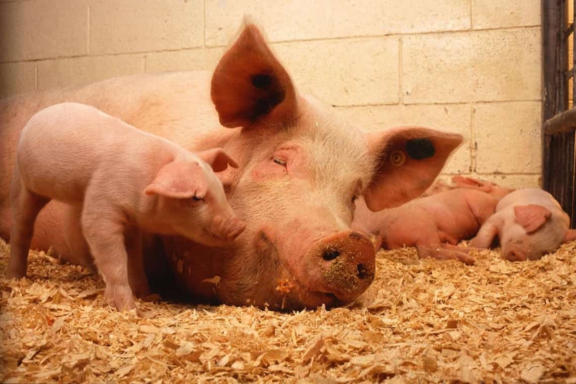 Ministrul Agriculturii anunță că porcii crescuți în gospodării vor putea fi vânduți!