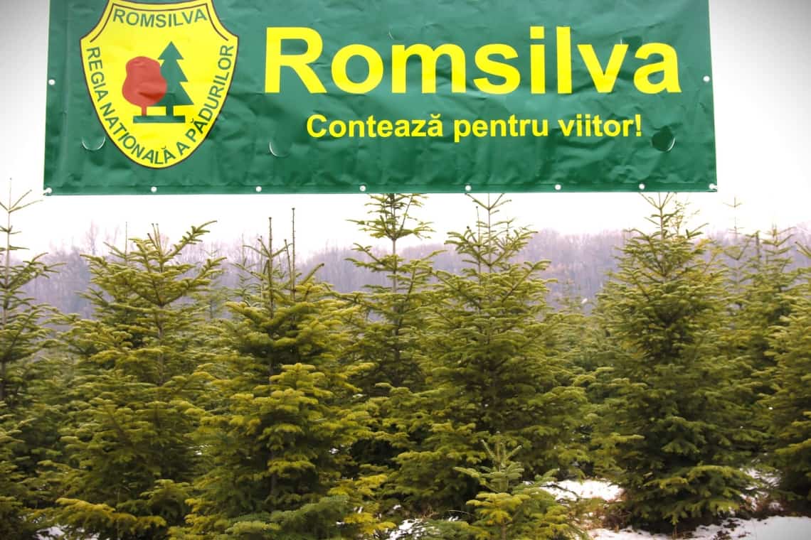 Romsilva scoate la vânzare peste 24.000 de pomi de Crăciun