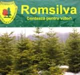 Romsilva scoate la vânzare peste 24.000 de pomi de Crăciun