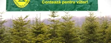Romsilva scoate la vânzare peste 24.000 de pomi de Crăciun