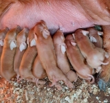 Ministrul Agriculturii vine astăzi în Prahova, la o fermă de reproducție scroafe din Baba Ana