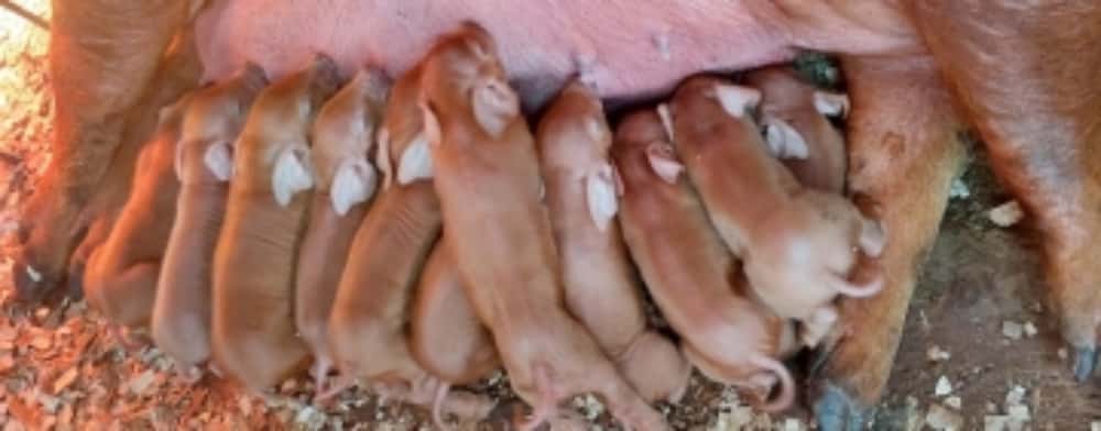 Ministrul Agriculturii vine astăzi în Prahova, la o fermă de reproducție scroafe din Baba Ana