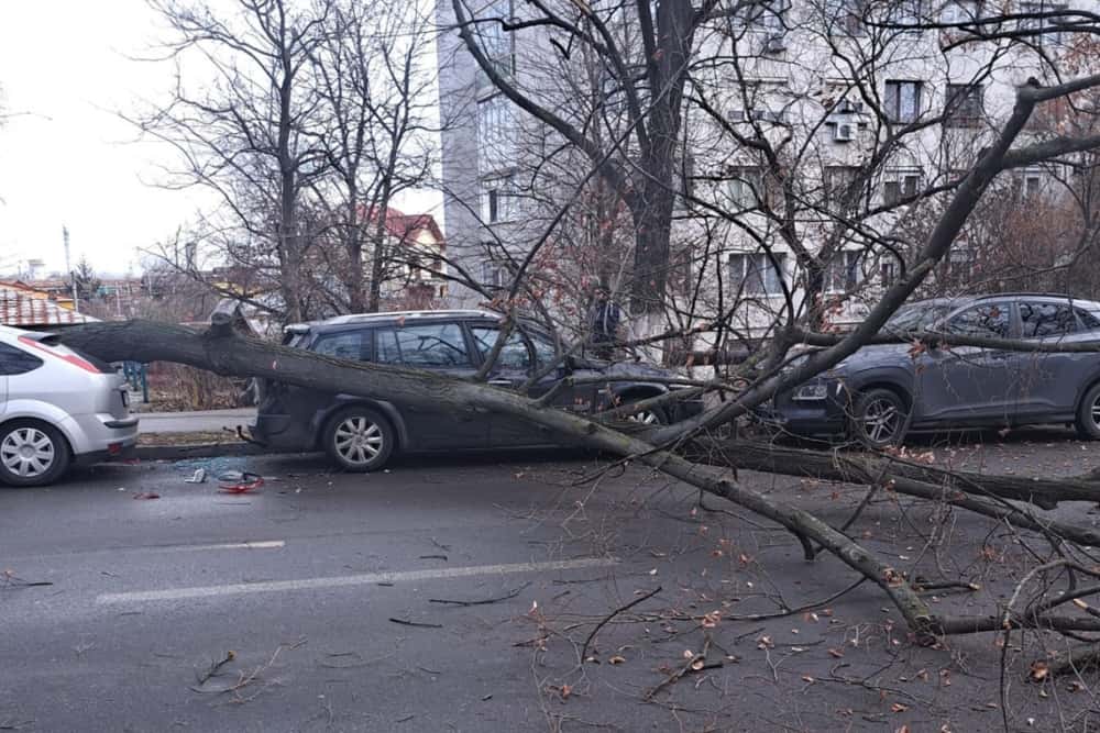 Două autoturisme, avariate de un arbore prăbușit în zona Cina din Ploiești