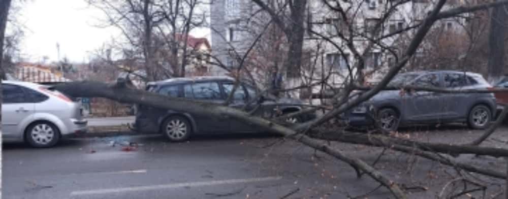 Două autoturisme, avariate de un arbore prăbușit în zona Cina din Ploiești