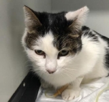 Update /Recunoașteți acest pisoi? A fost lovit de o mașină, salvat de un cabinet veterinar din Ploiești și acum își așteaptă stăpânul