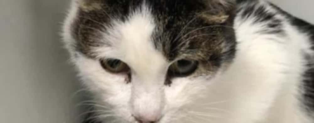Update /Recunoașteți acest pisoi? A fost lovit de o mașină, salvat de un cabinet veterinar din Ploiești și acum își așteaptă stăpânul