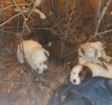 Ploiești/ Cinci cățeluși abandonați într-o geantă, împreună cu mama lor, și-au găsit casă, după un anunț postat pe Facebook