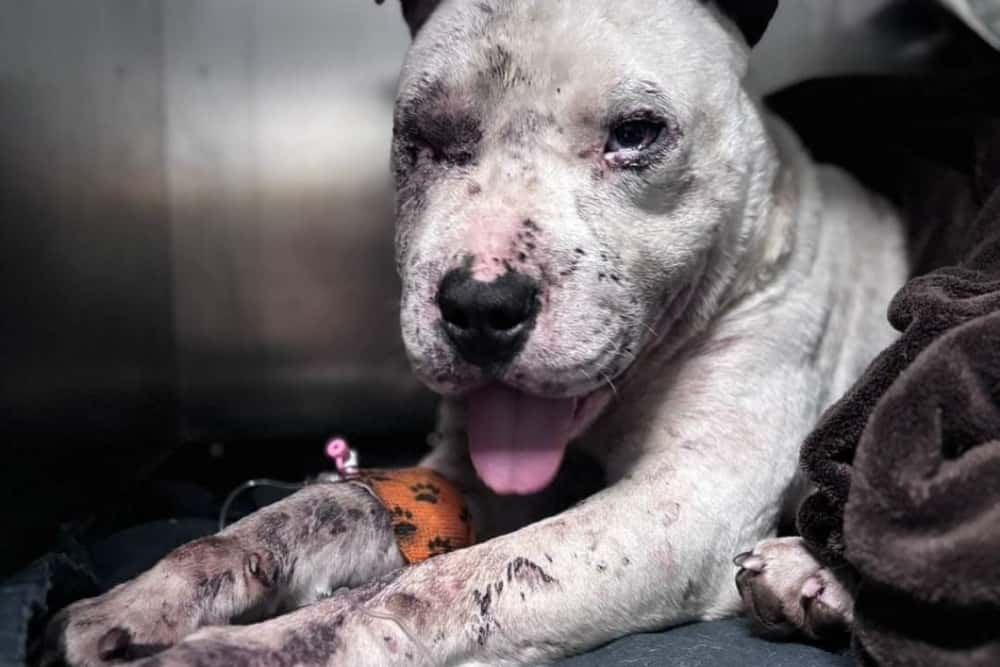 Câine bătut de doi tineri și abandonat pe câmp, salvat de polițiști